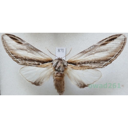 Pheosia tremula (Clerck, 1759) female Garbatka osinówka Czech87l